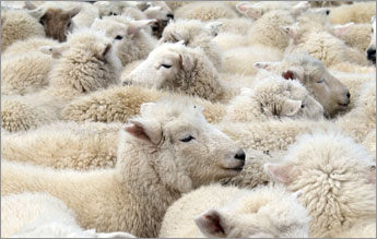 Flock of Sheep